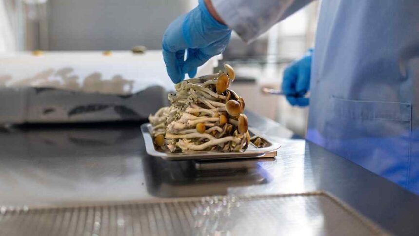 Psychedelic drugs are going mainstream